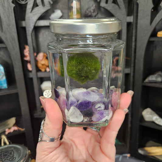 Marimo Moss Ball